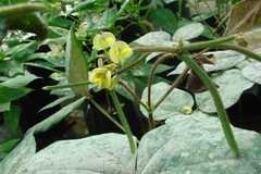 Vigna radiata